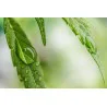 Feminised Seeds