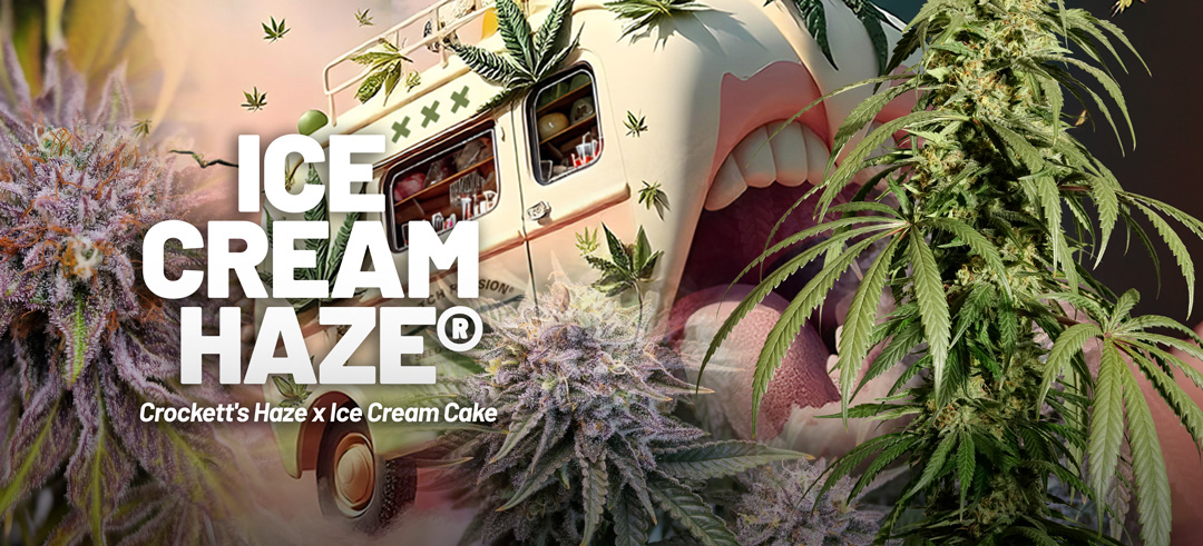 Ice Cream Haze