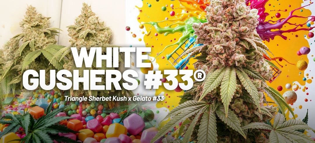 White Gushers #33