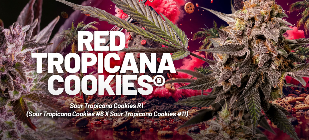 Red Tropicana Cookies