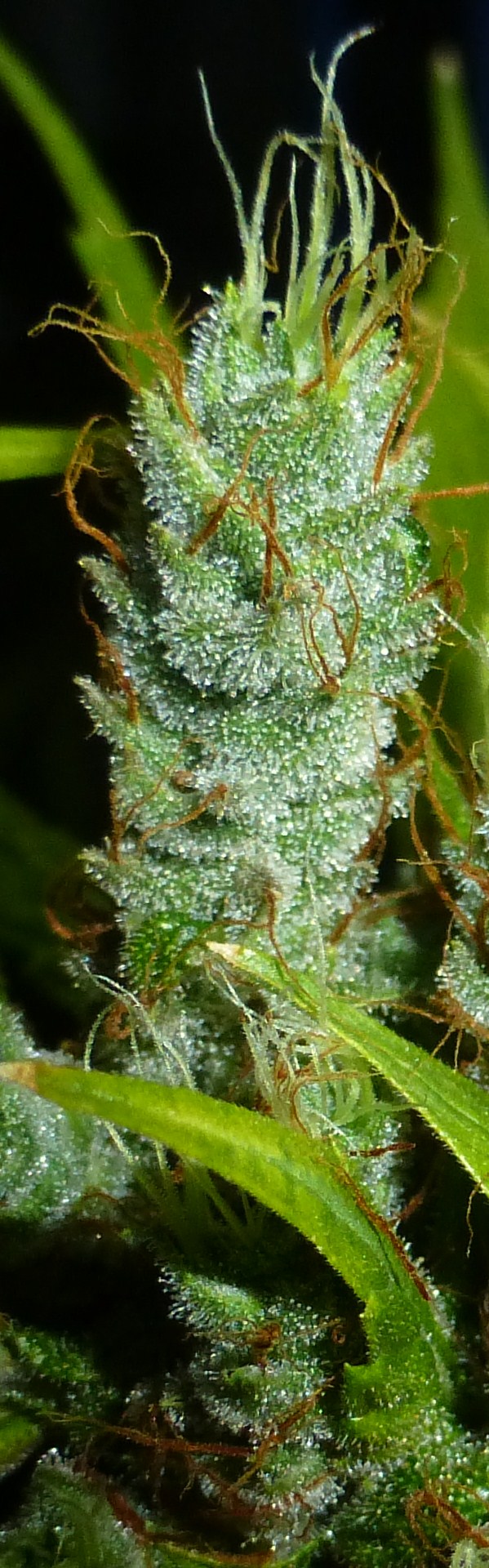 420%20cough%20g.JPG