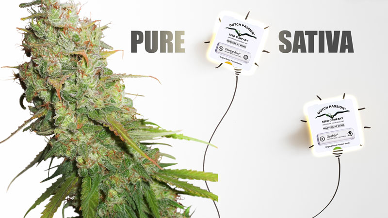 5 varieties of cannabis to boost your creativity pure sativa