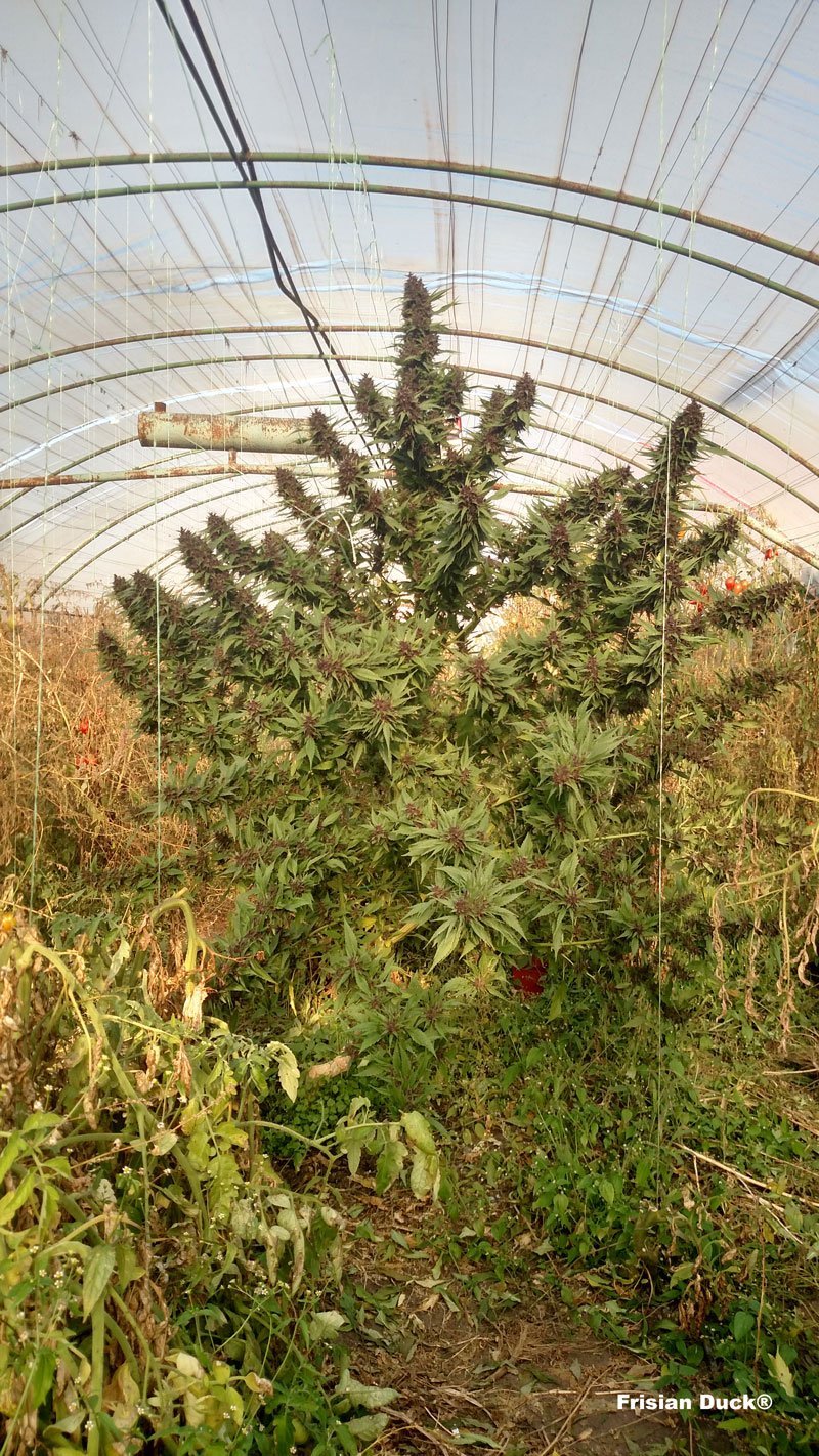 dutch-passion-cannabis-seed-company-frisian-duck-a-cannabis-plant-with-leaves-that-look-like-duck-feet-in-a-greenhouse