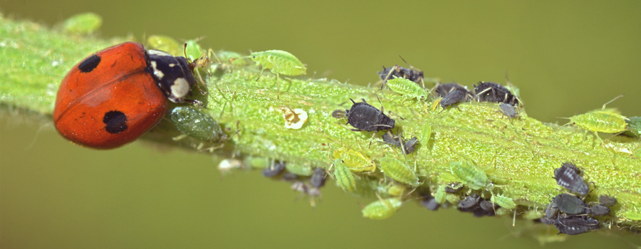 Ladybug eating white and blackflies.