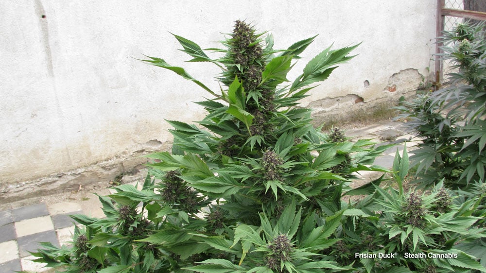 Secret cannabis