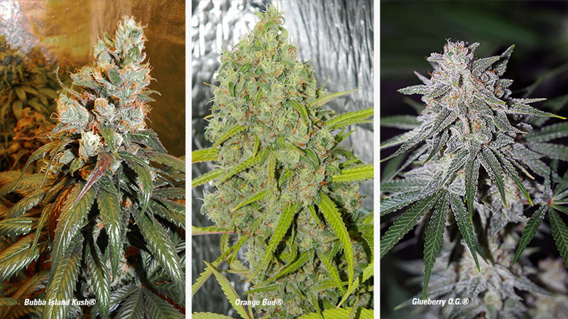 What Is Hash