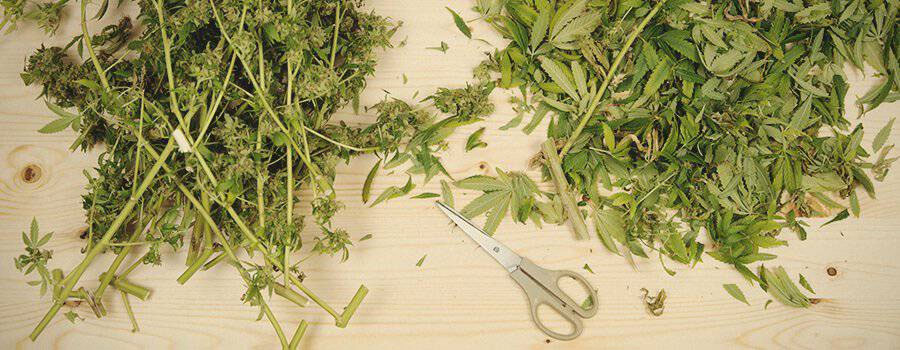 What Is Hash Best Ways To Make Hashish Yourself Dutch Passion