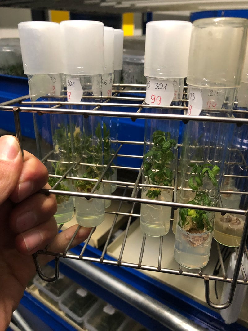 glass-vial-genetics-experiment-cannabis-genetics-polyploid-laboratory