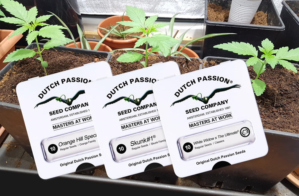 Regular cannabis seeds