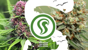 What is Skunk Weed? And how did it evolve?