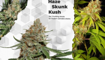 Haze vs Kush vs Skunk cannabis strains