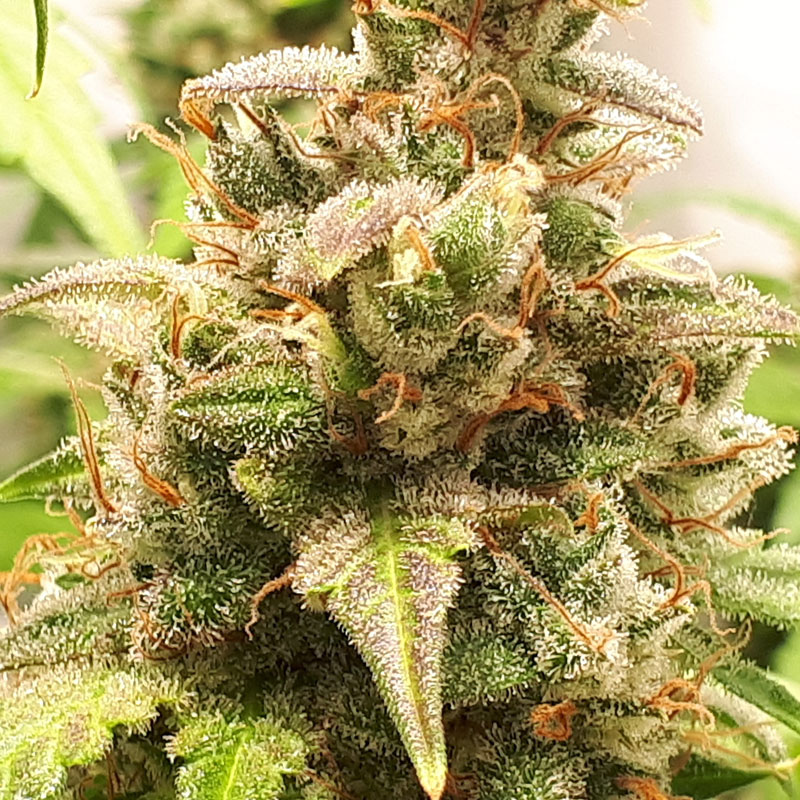 xcritical отзывы