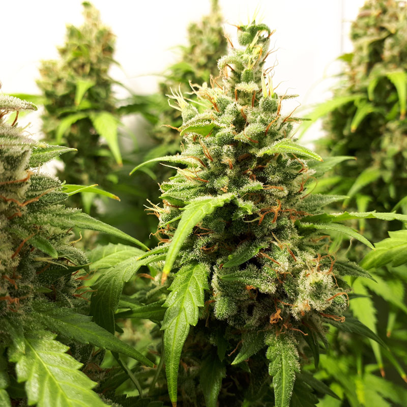 xcritical отзывы