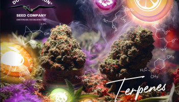Everything you need to know about terpenes